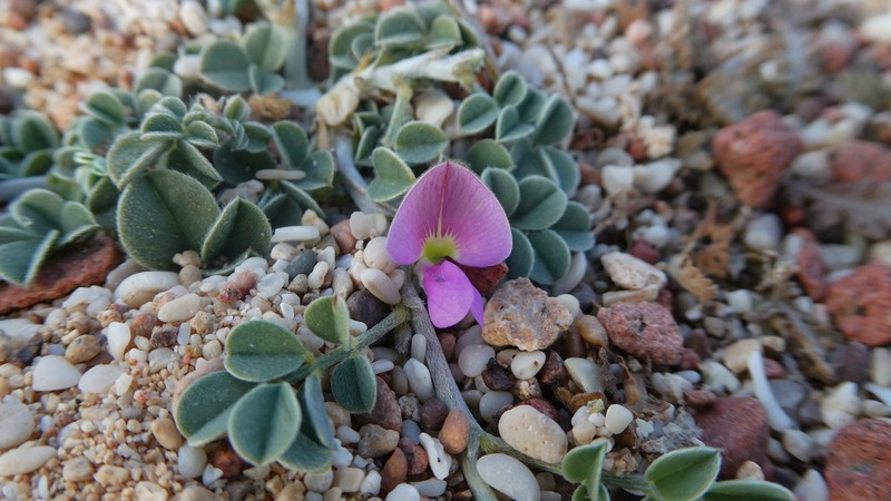 Indigofera nephrocarpoides photo 3