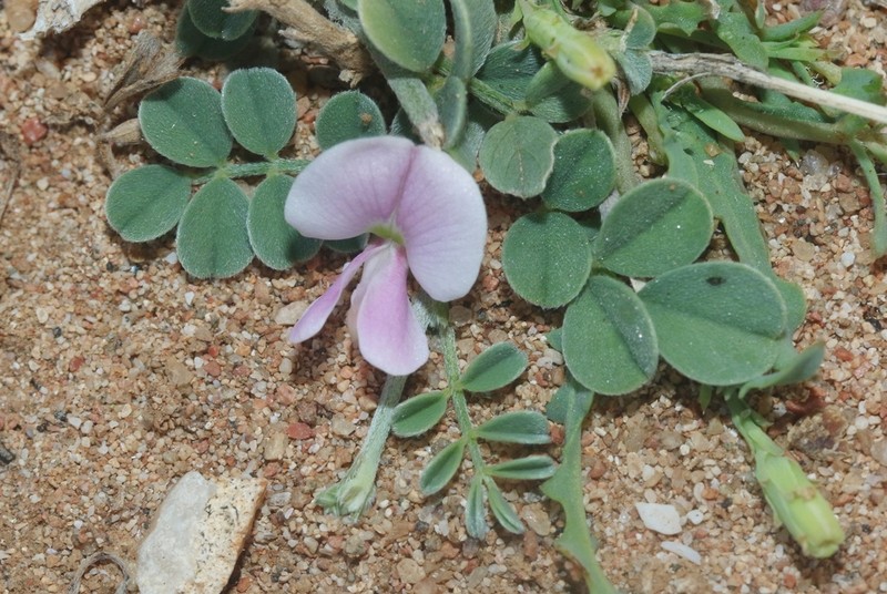 Indigofera nephrocarpoides photo 5