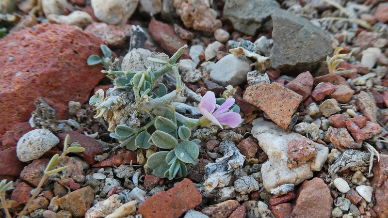 Indigofera nephrocarpoides photo 6