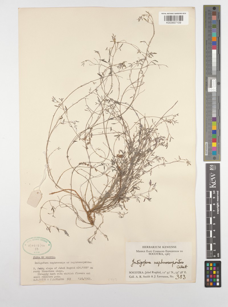 Indigofera nephrocarpoides photo 8