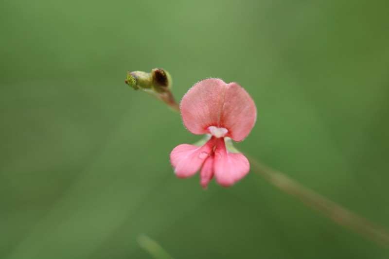 Indigofera ngwenyana