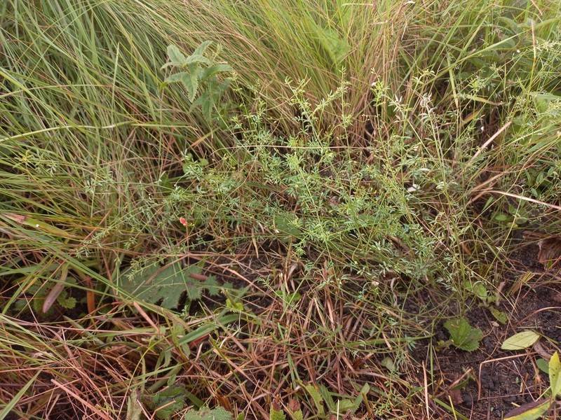 Indigofera ngwenyana photo 2