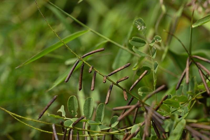 Indigofera nigrescens