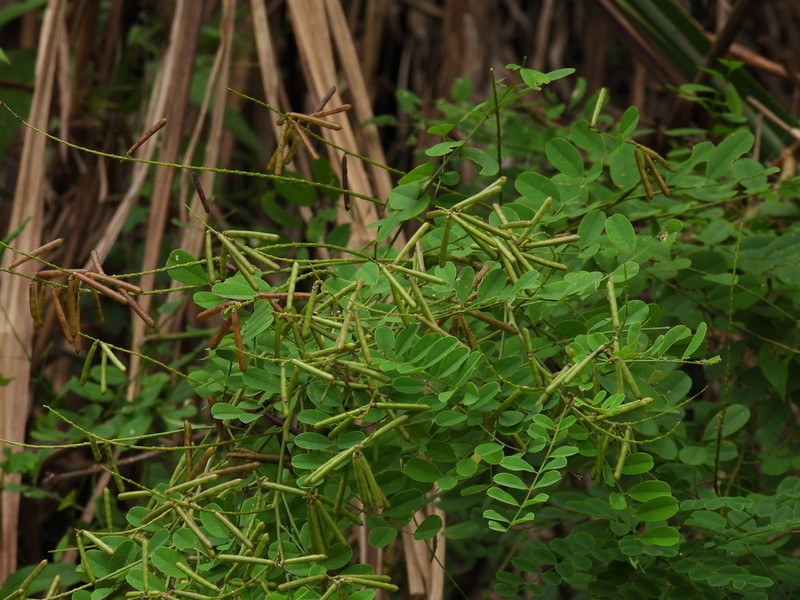 Indigofera nigrescens photo 2