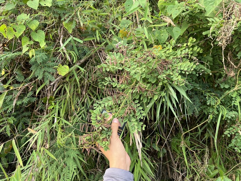 Indigofera nigrescens photo 3