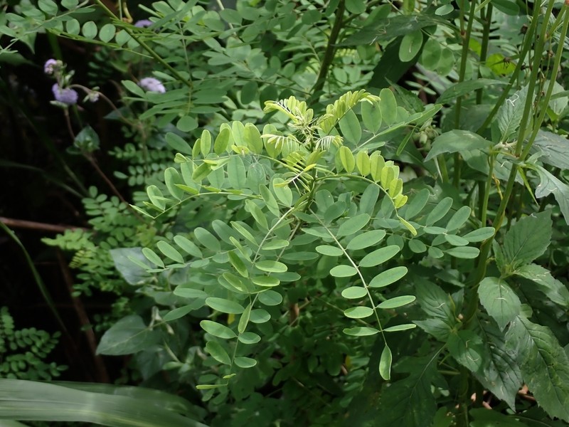 Indigofera nigrescens photo 4