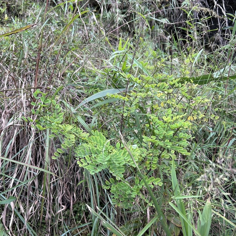 Indigofera nigrescens photo 5