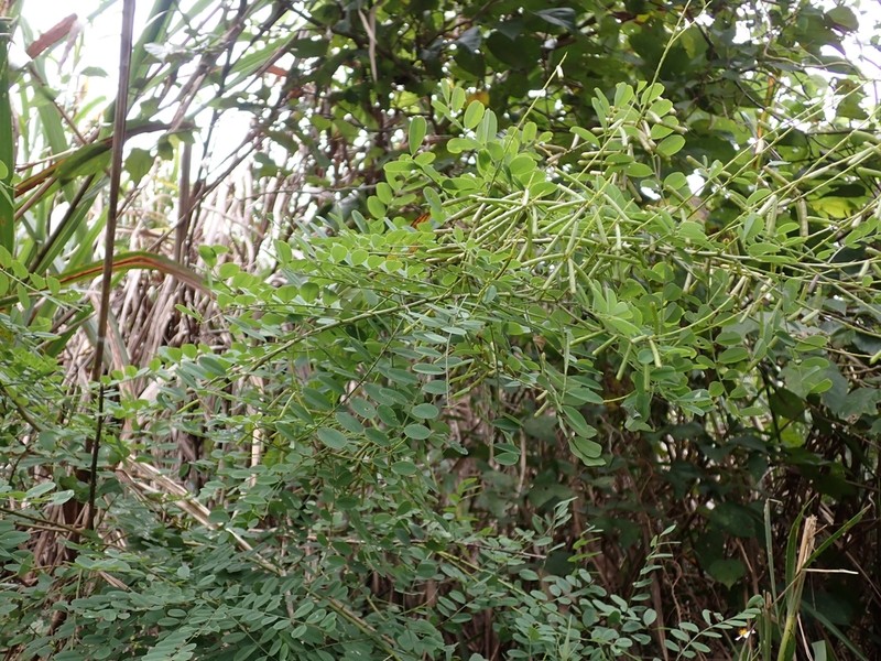 Indigofera nigrescens photo 6