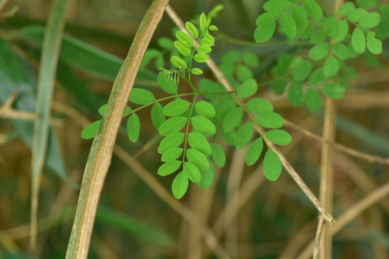 Indigofera nigrescens photo 7