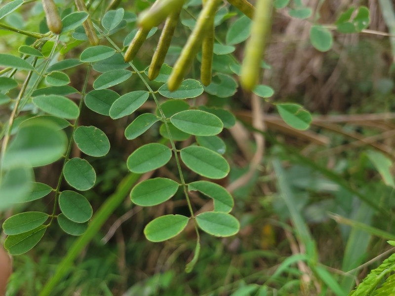 Indigofera nigrescens photo 8