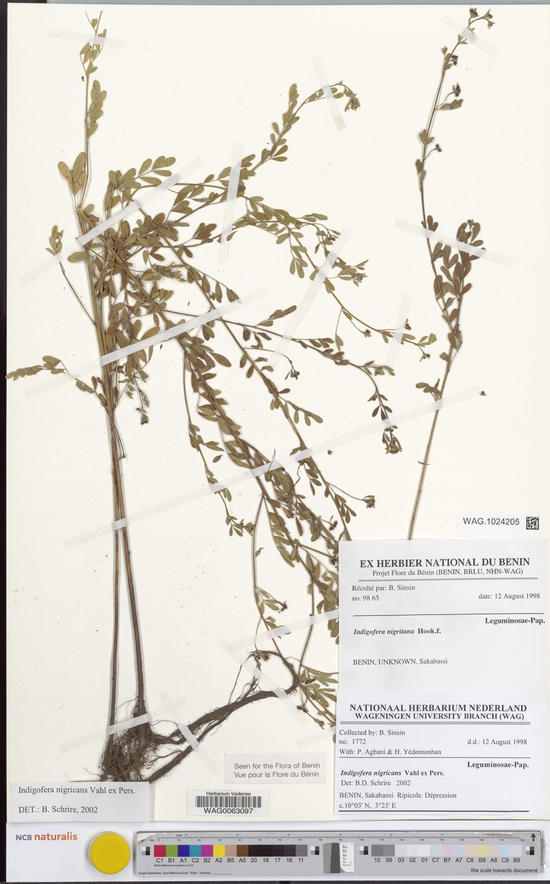 Indigofera nigricans