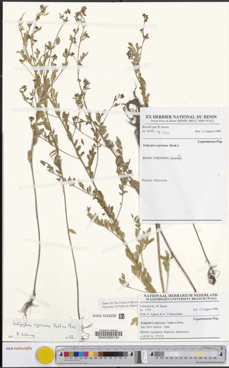 Indigofera nigricans photo 2