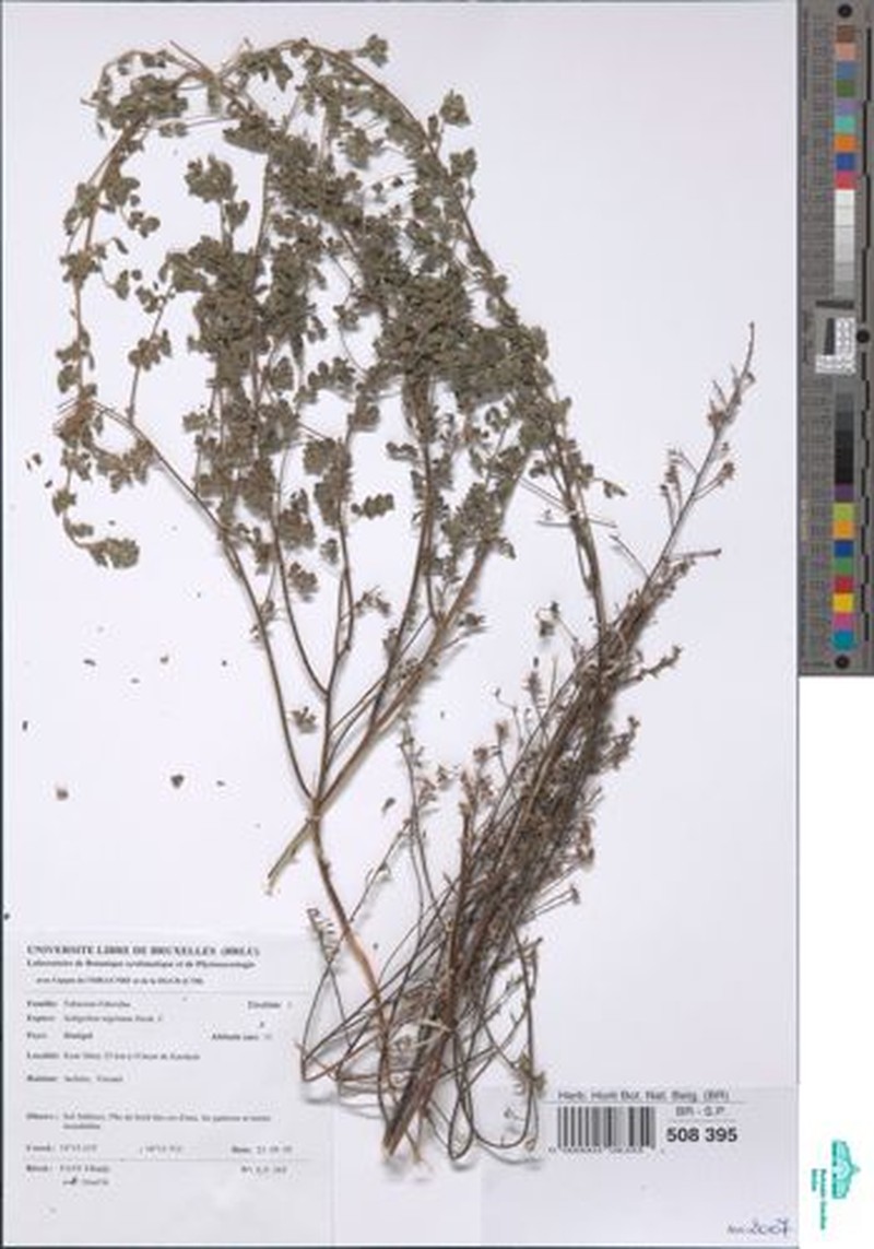 Indigofera nigritana photo 2
