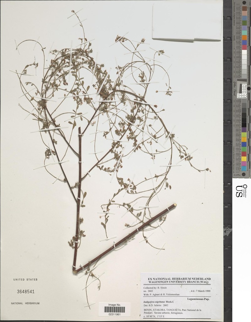Indigofera nigritana photo 3