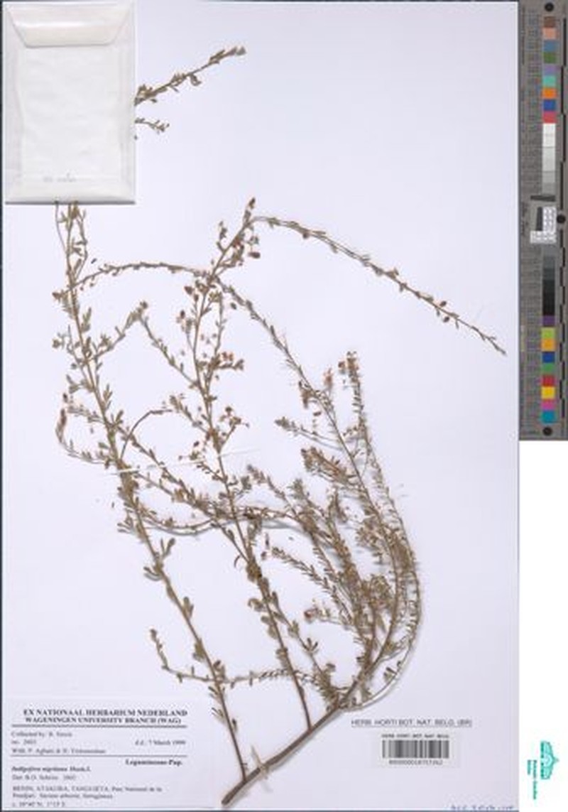 Indigofera nigritana photo 4