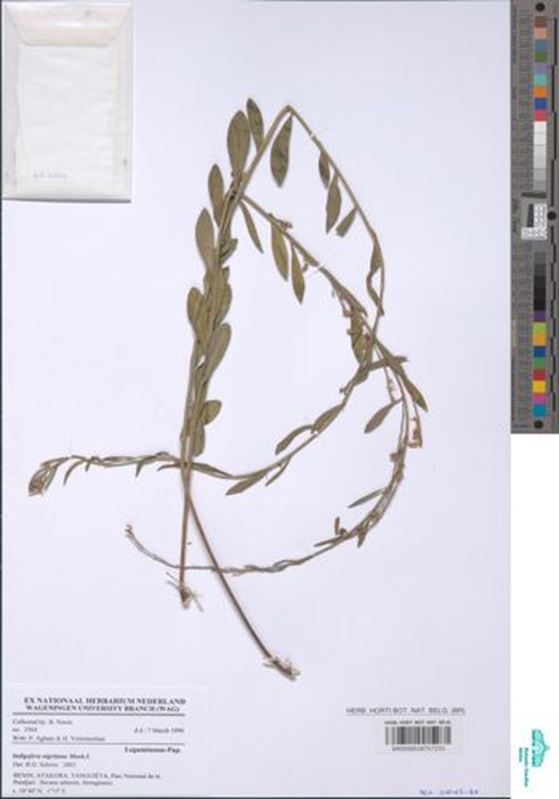Indigofera nigritana photo 5