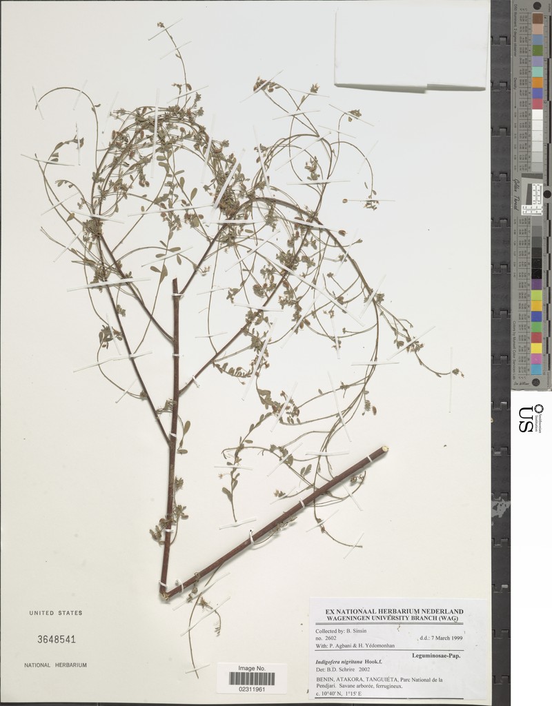 Indigofera nigritana