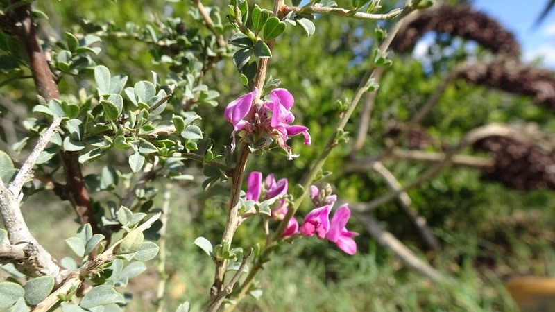 Indigofera nigromontana photo 3