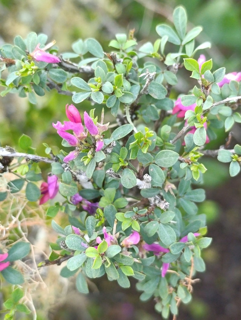 Indigofera nigromontana photo 4