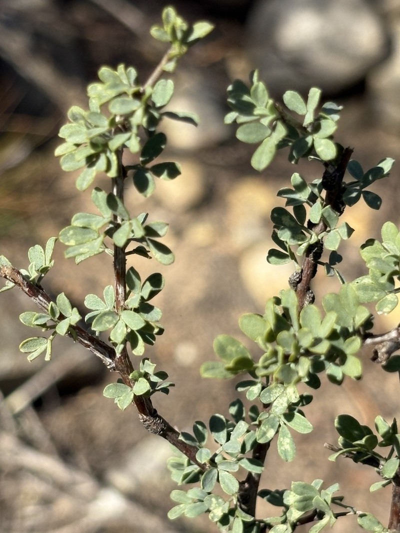 Indigofera nigromontana photo 5