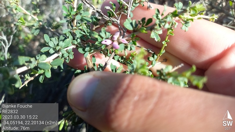 Indigofera nigromontana photo 6