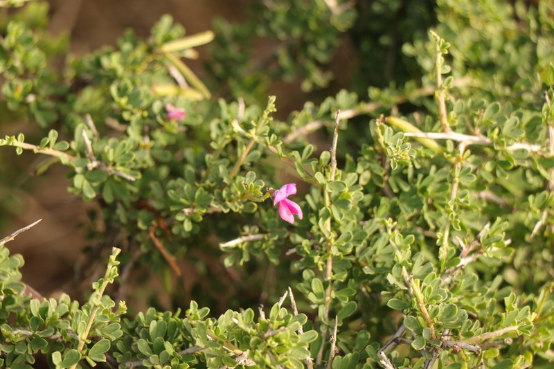 Indigofera nigromontana photo 7