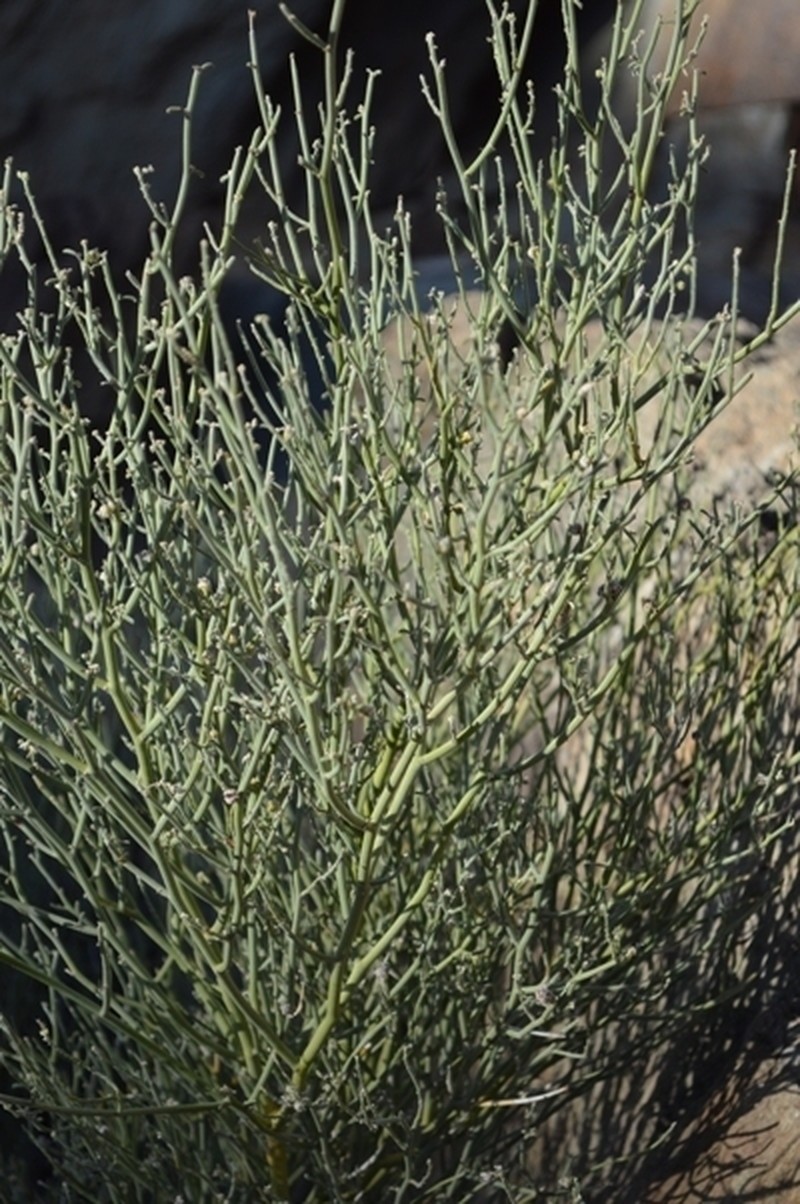 Indigofera nudicaulis