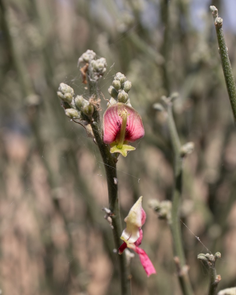Indigofera nudicaulis photo 2