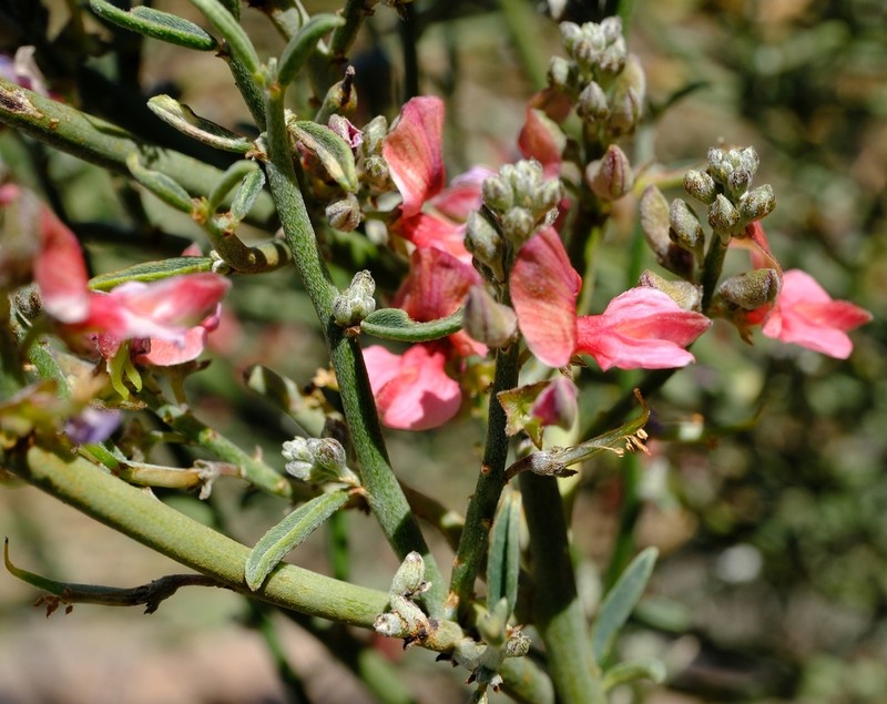 Indigofera nudicaulis photo 3