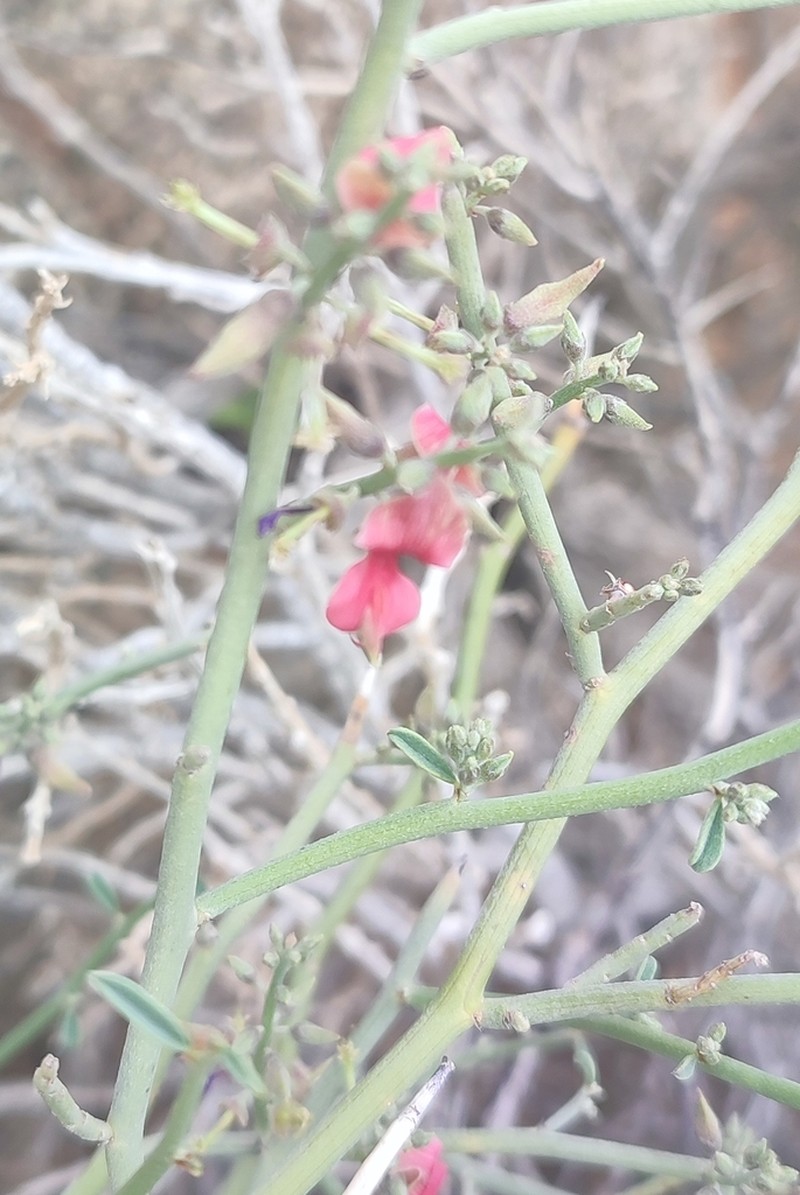 Indigofera nudicaulis photo 4