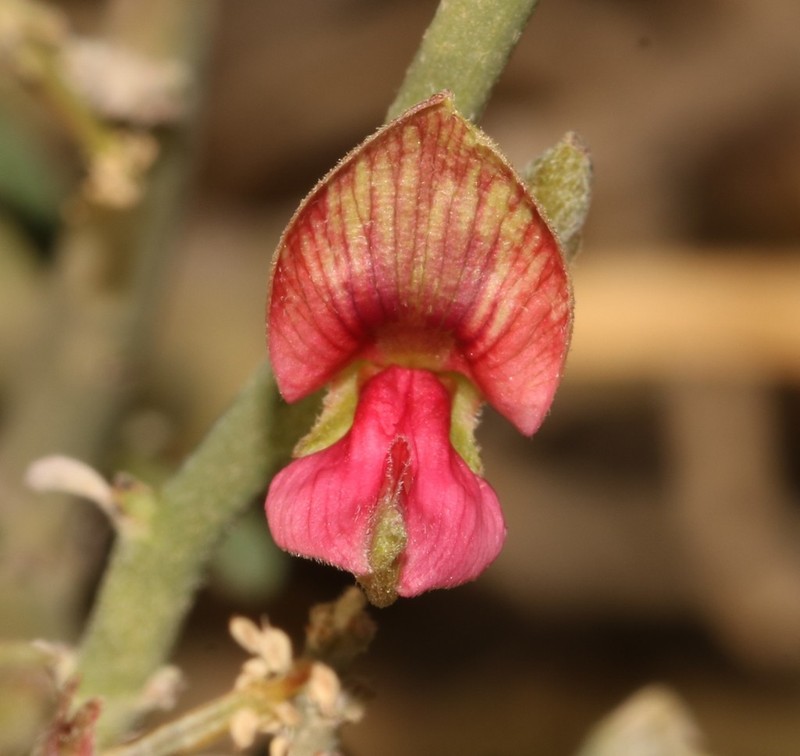 Indigofera nudicaulis photo 5