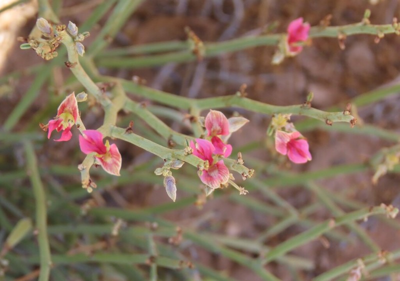 Indigofera nudicaulis photo 6