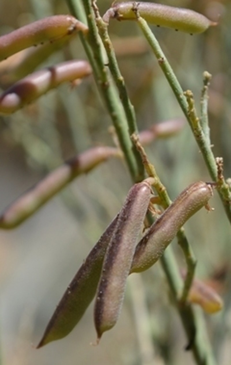Indigofera nudicaulis photo 7
