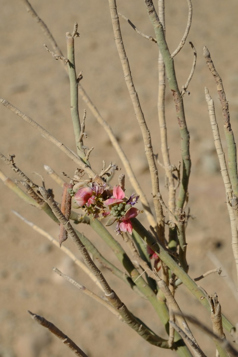 Indigofera nudicaulis photo 8