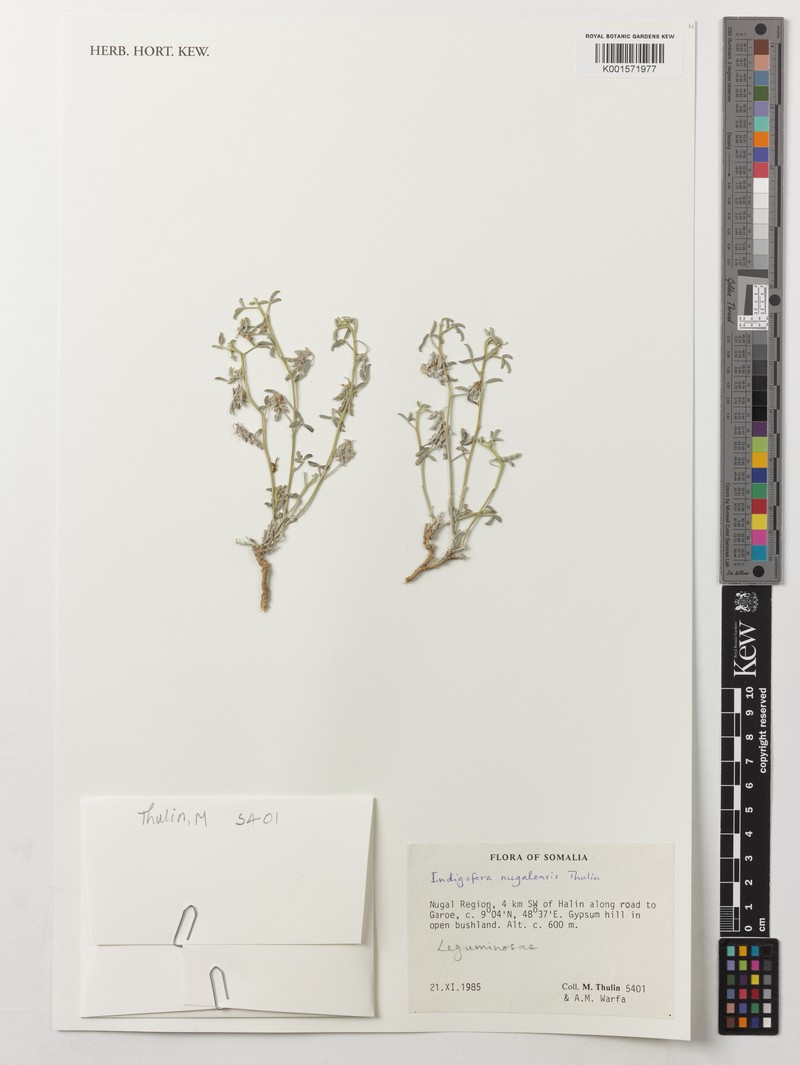 Indigofera nugalensis