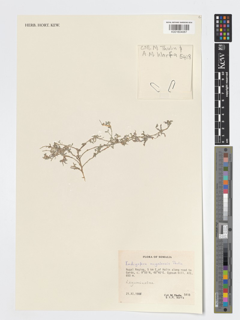 Indigofera nugalensis photo 2