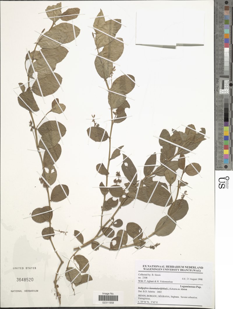 Indigofera nummulariifolia