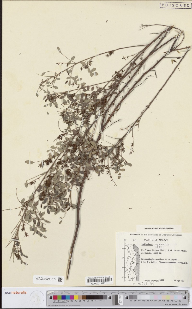 Indigofera nyassica