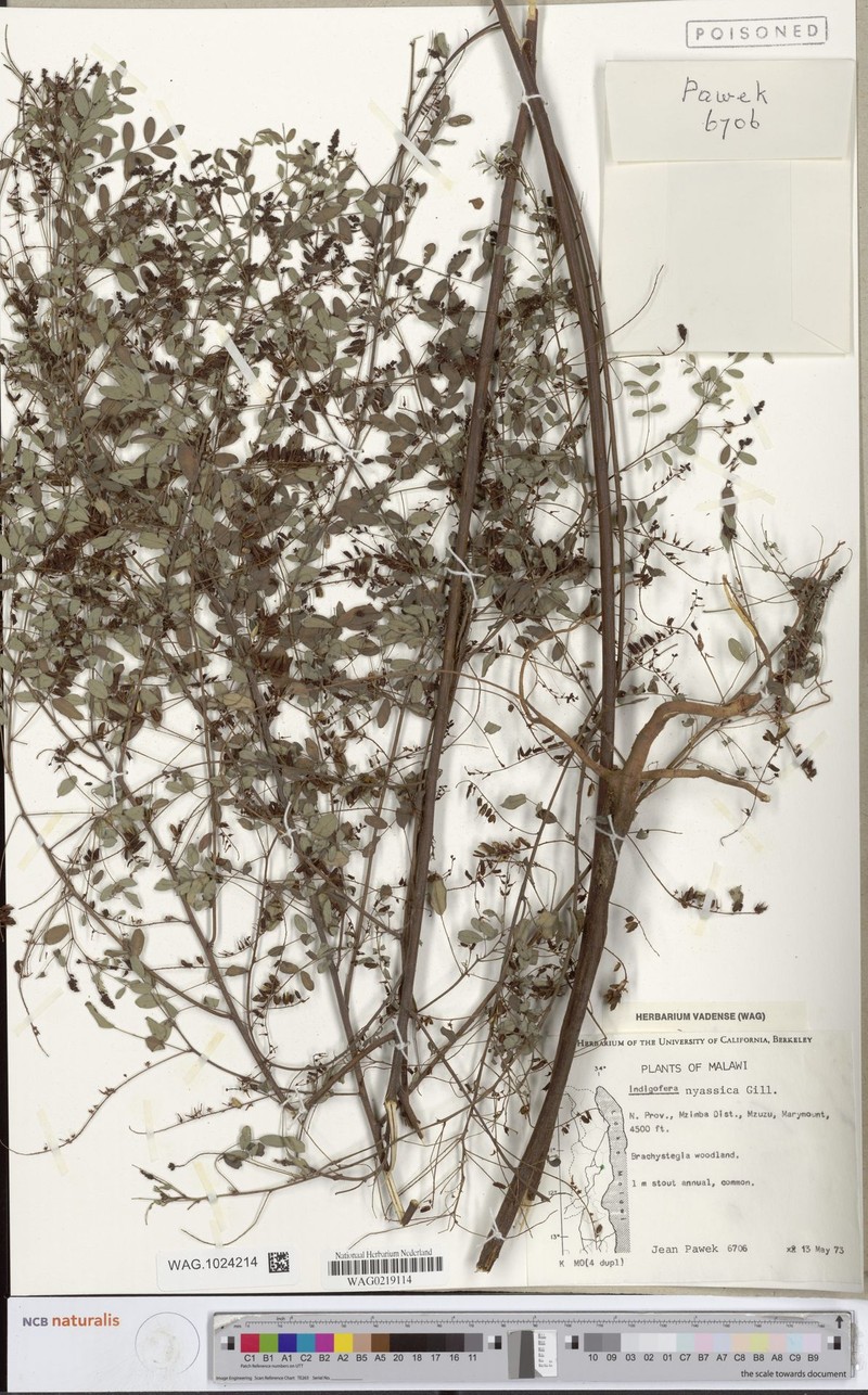 Indigofera nyassica photo 2