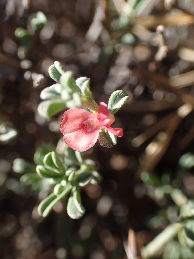 Indigofera obcordata photo 2