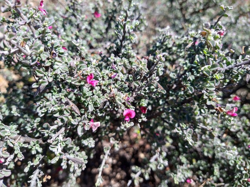 Indigofera obcordata photo 3