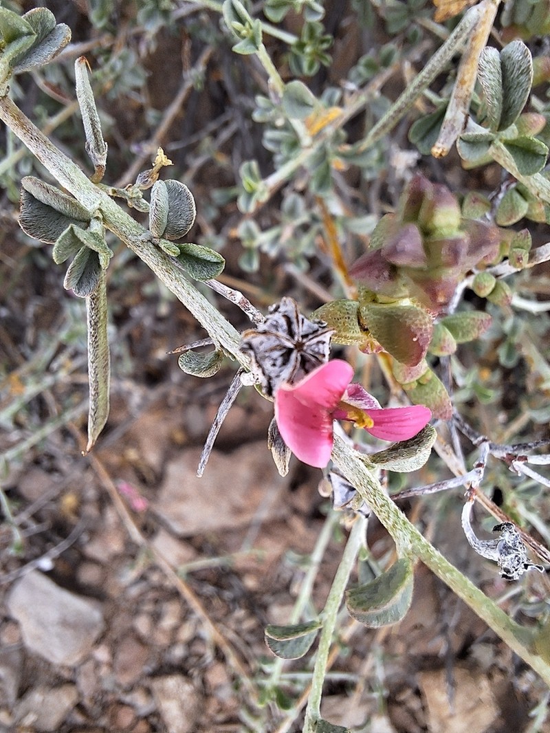 Indigofera obcordata photo 4