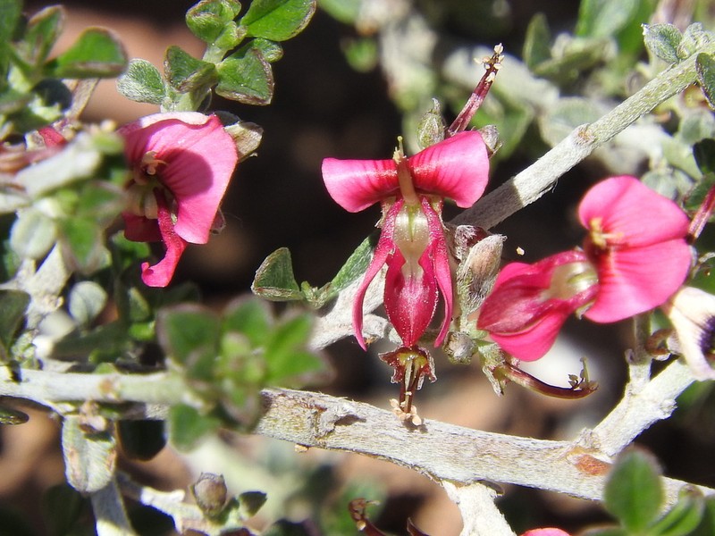 Indigofera obcordata photo 6