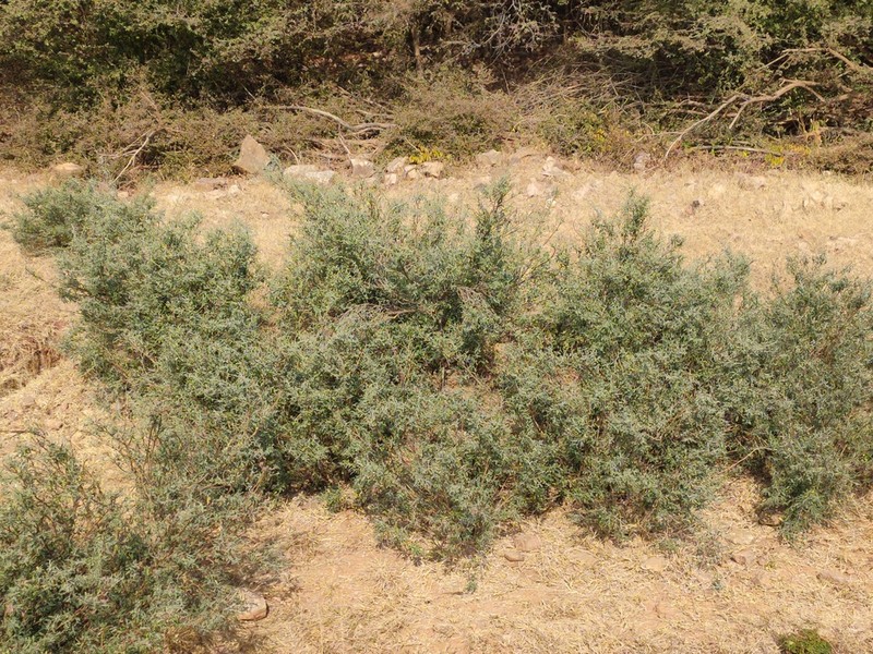 Indigofera oblongifolia