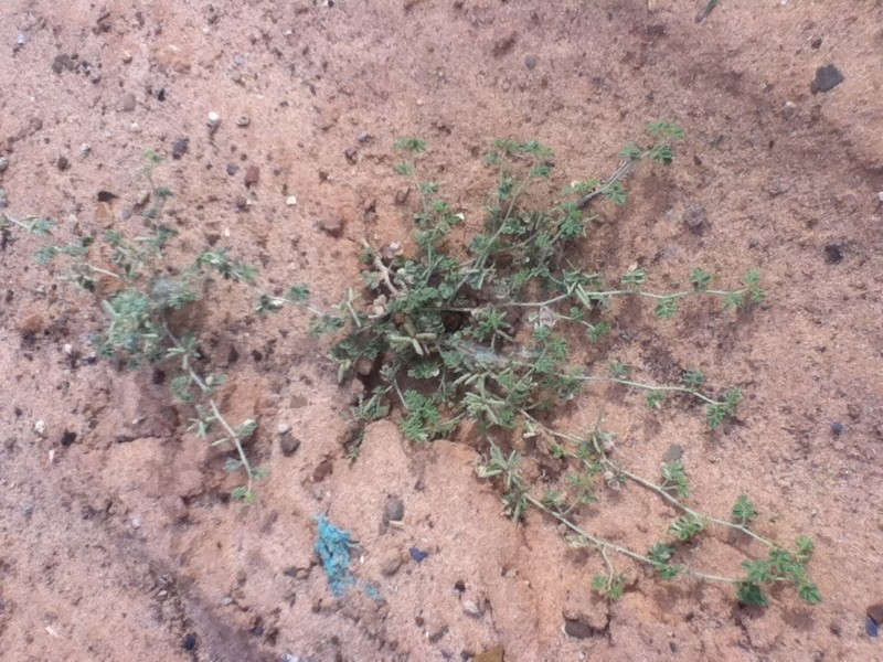 Indigofera oblongifolia photo 2