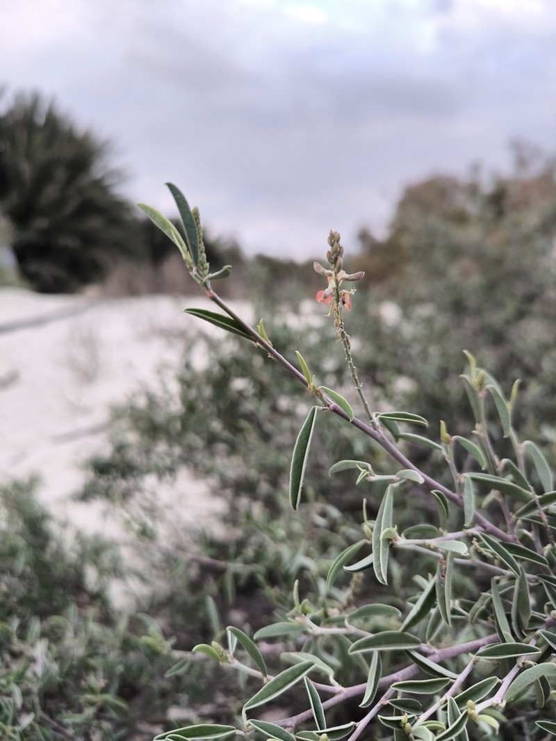 Indigofera oblongifolia photo 3