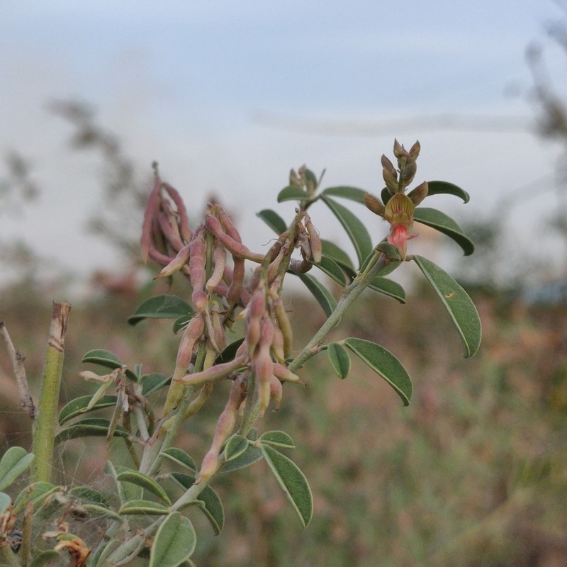 Indigofera oblongifolia photo 4