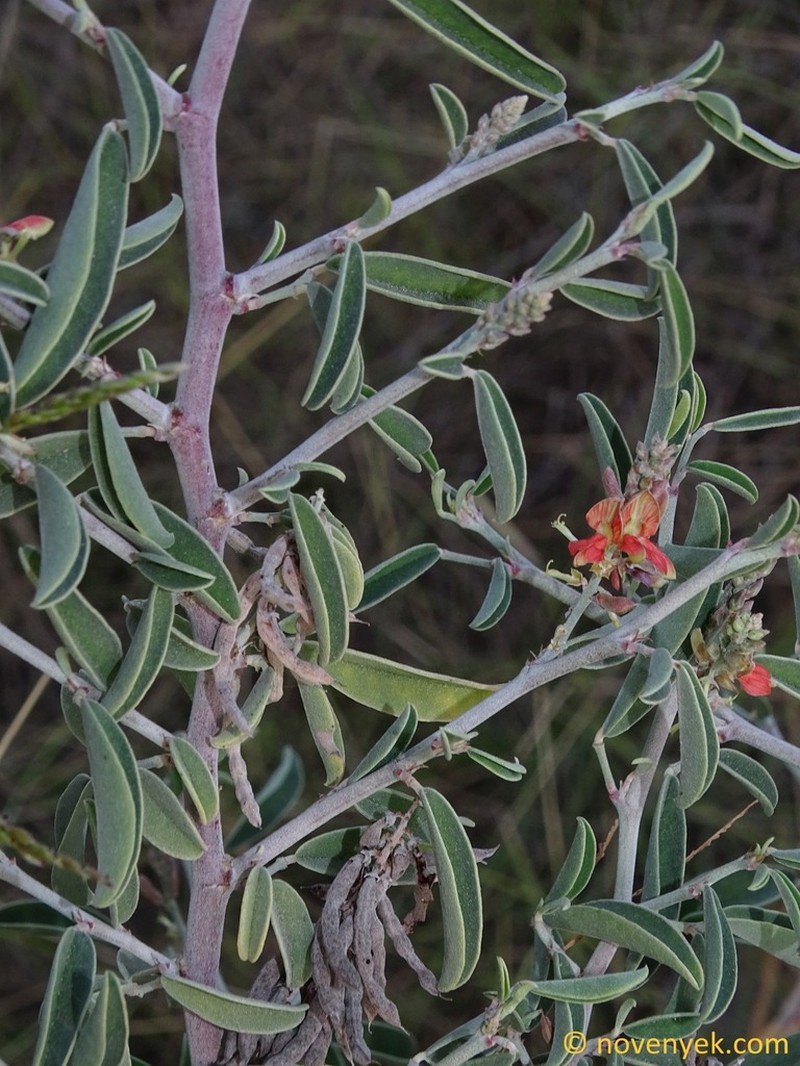 Indigofera oblongifolia photo 5