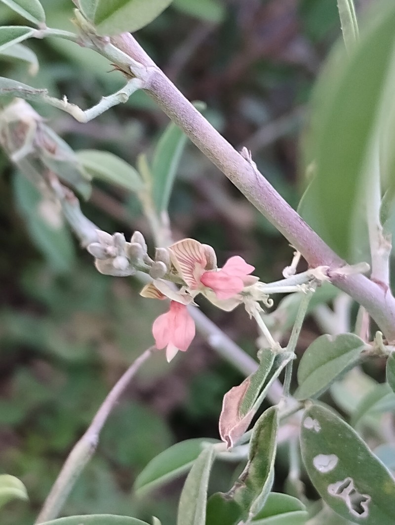 Indigofera oblongifolia photo 6