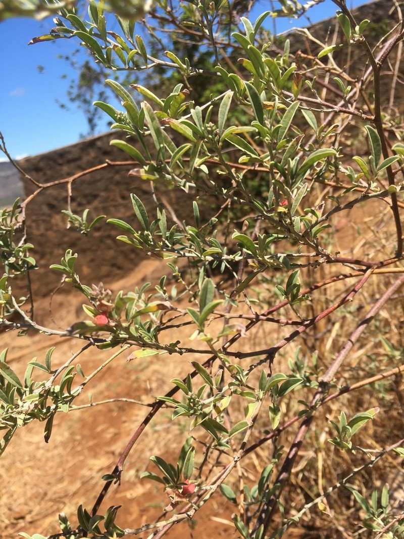 Indigofera oblongifolia photo 7